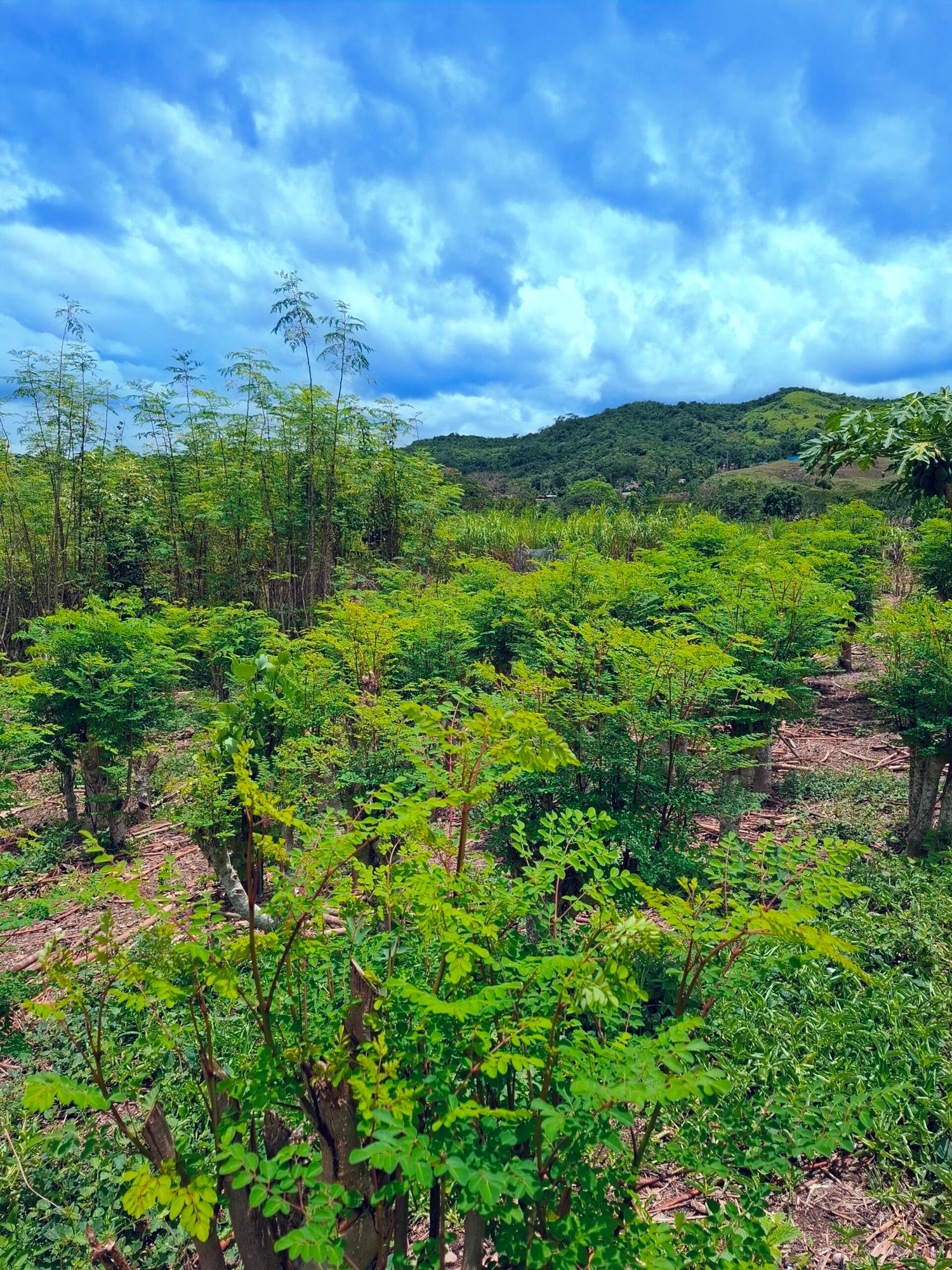 Moringa plantation