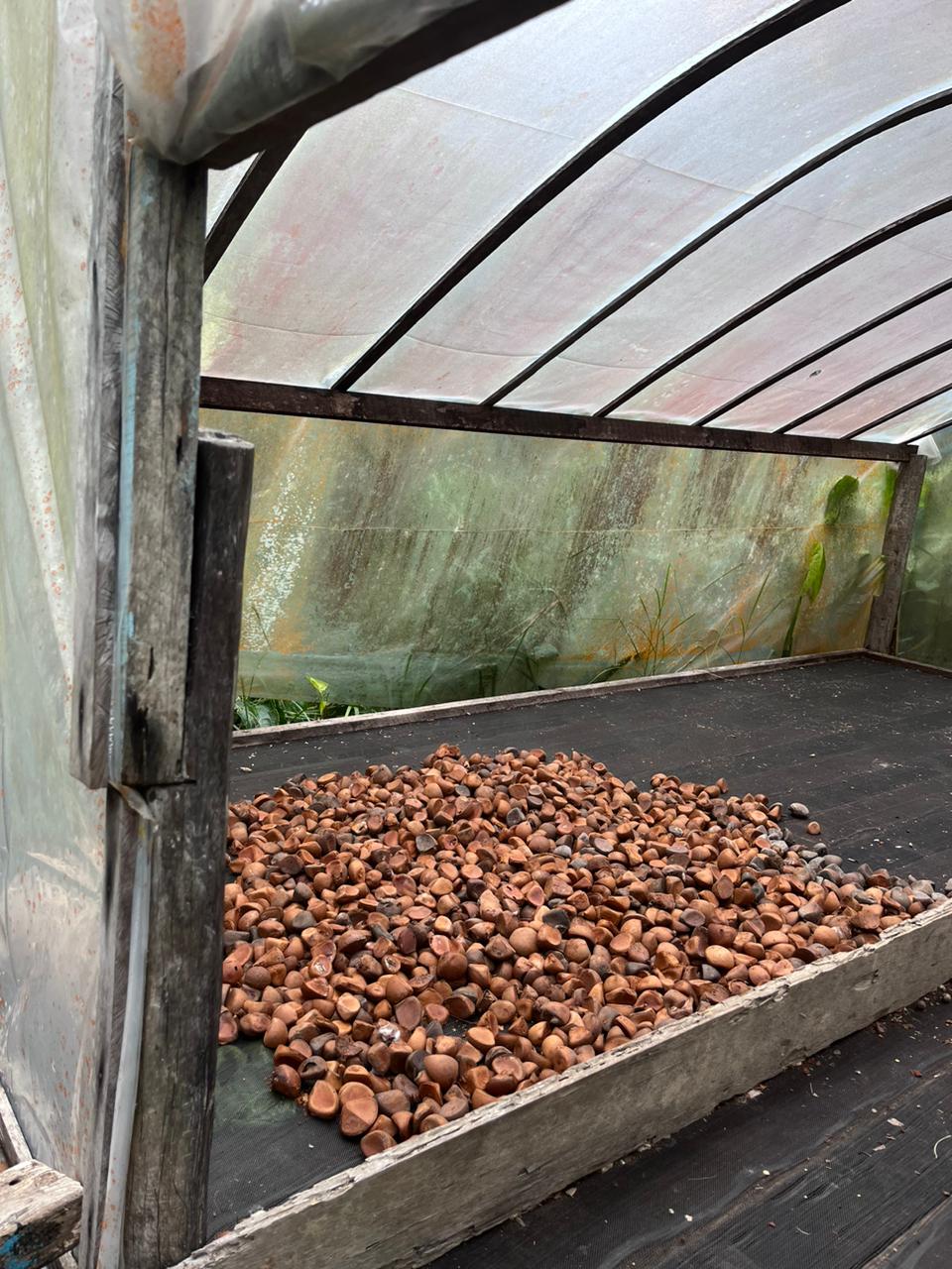 Andiroba drying process