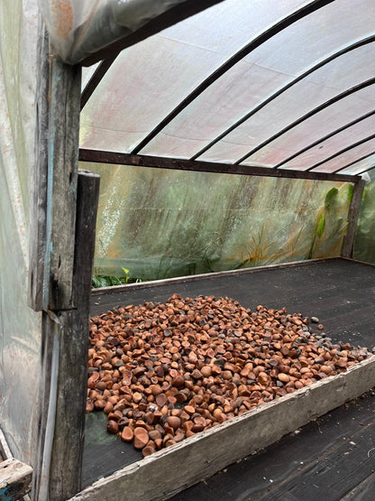 Andiroba drying process