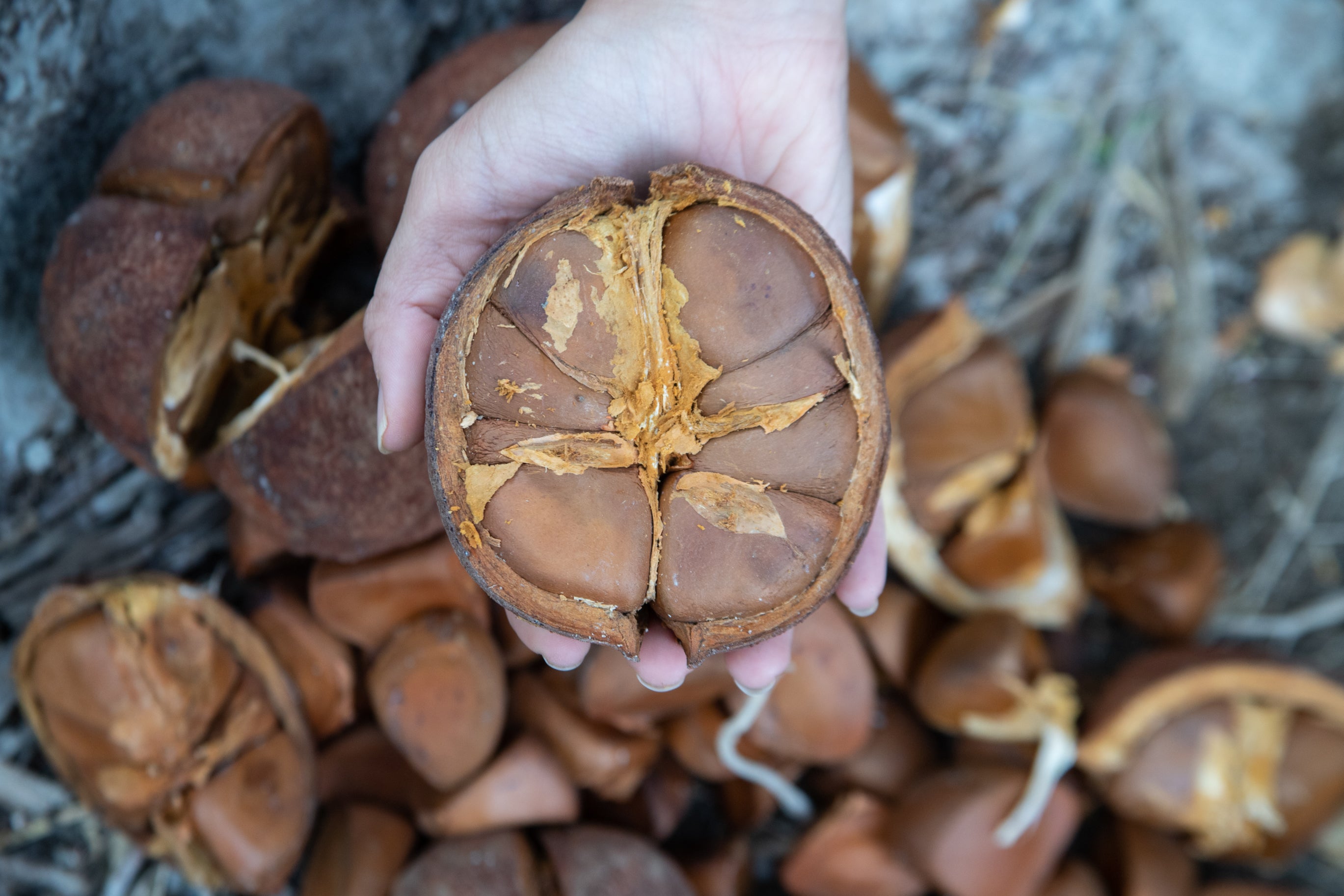 Andiroba seeds