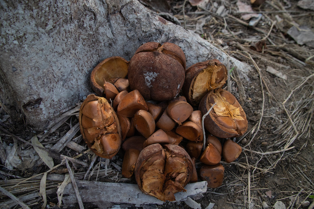 Andiroba seed