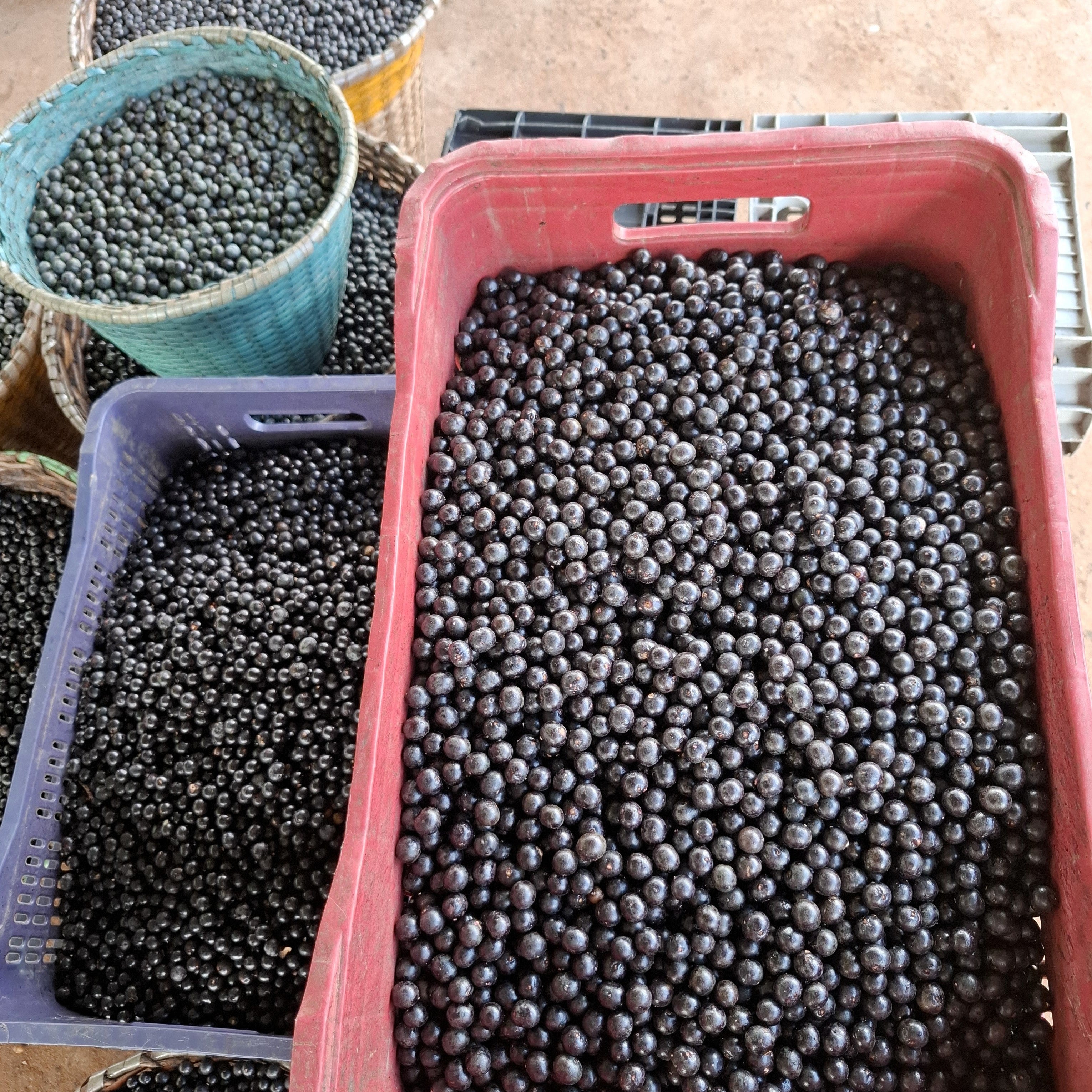 Buckets and a tray filled with açai ready to trans- Prime Green Tradeort