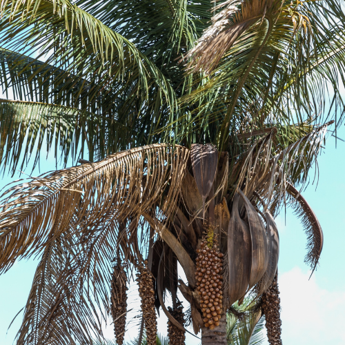 Photo of a Babassu palm tree