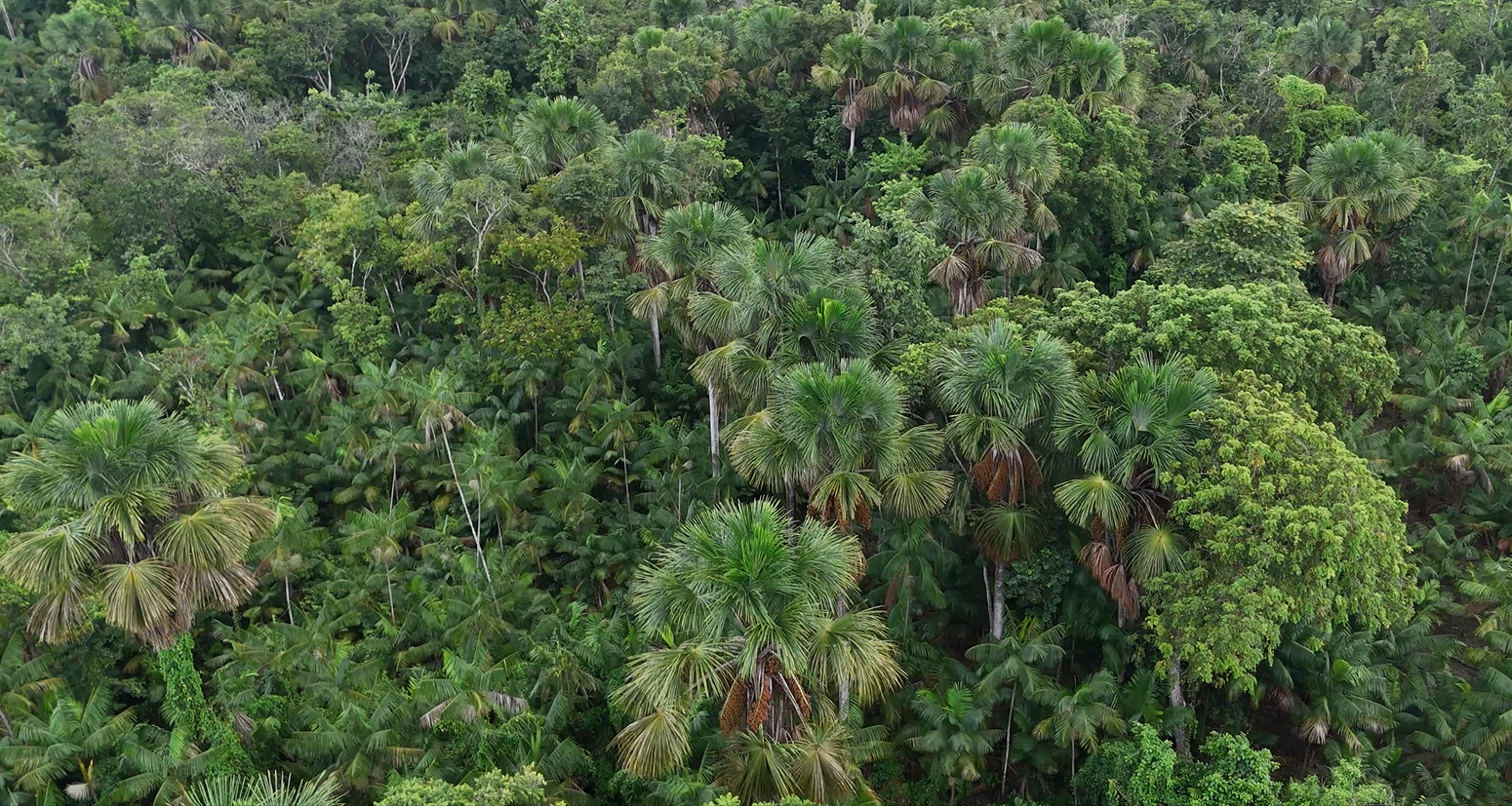 Drone view Buriti trees natural ingredients Primegreen