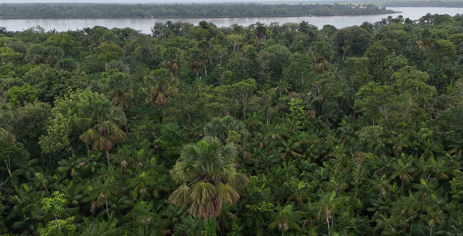 Drone view Buriti trees at production partner Primegreen in Amazon Rainforest