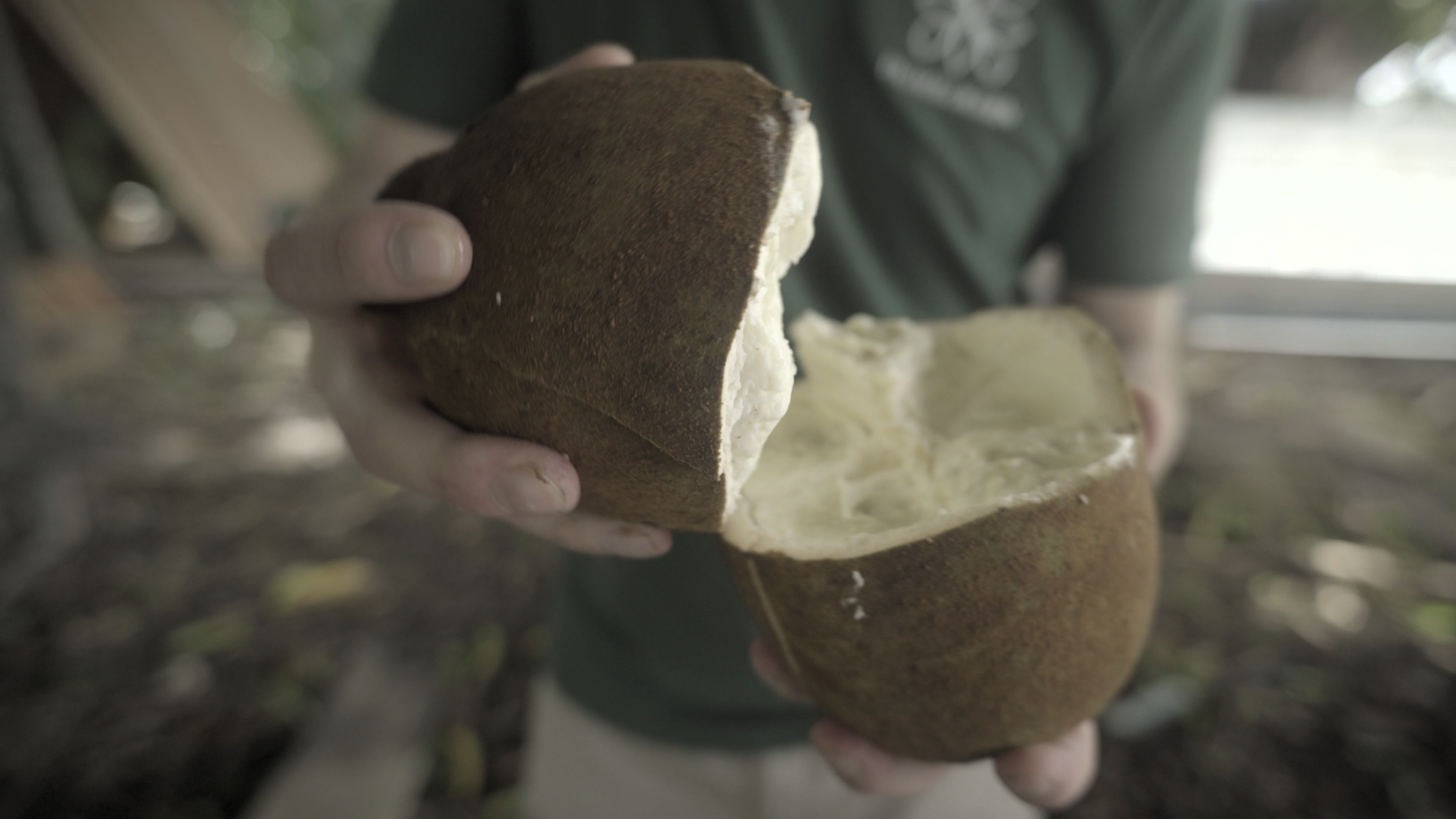 Open Cupuaçu fruit
