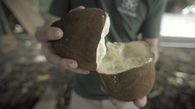 Open Cupuaçu fruit