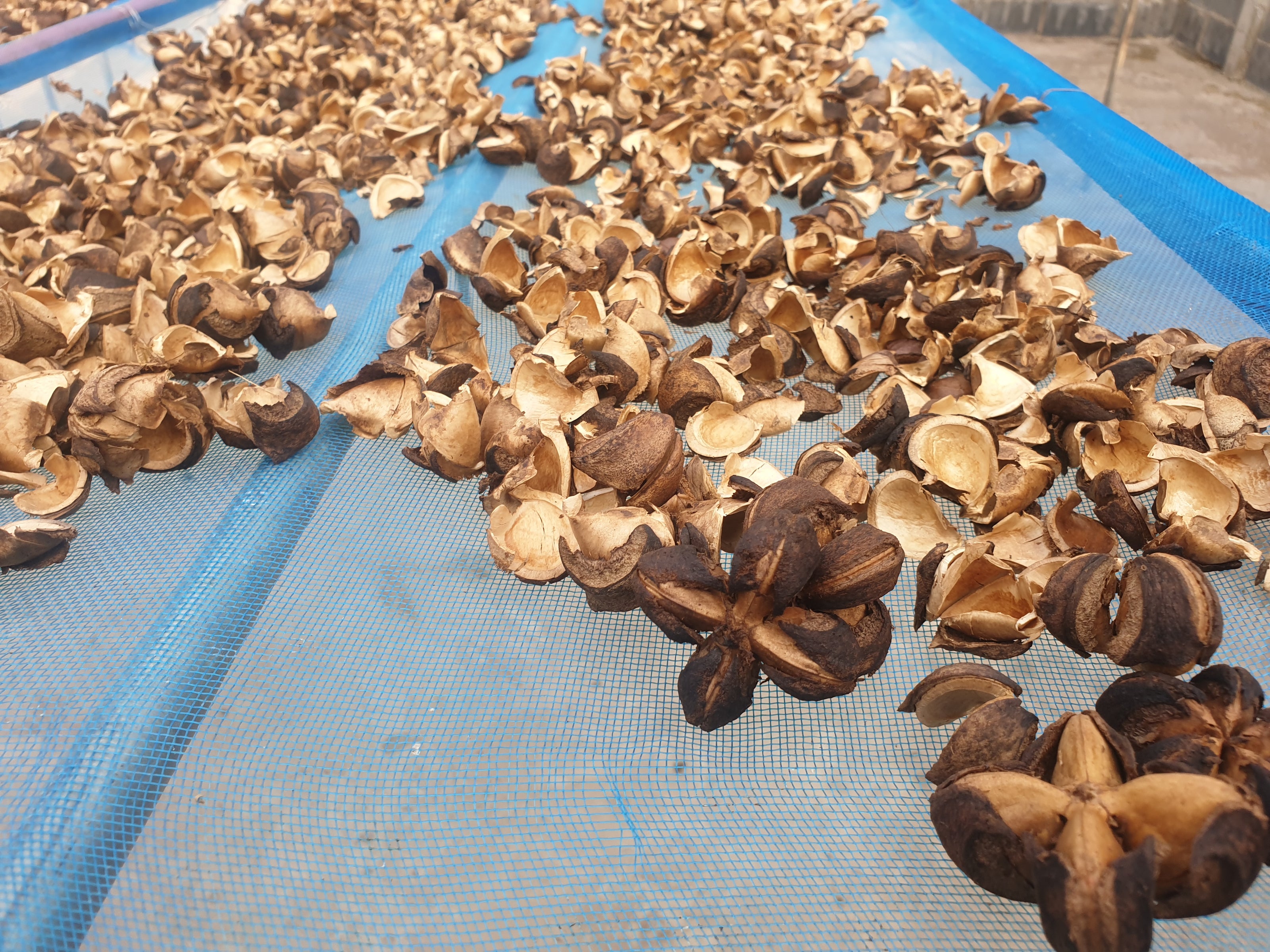Drying process Scha Inchi seeds