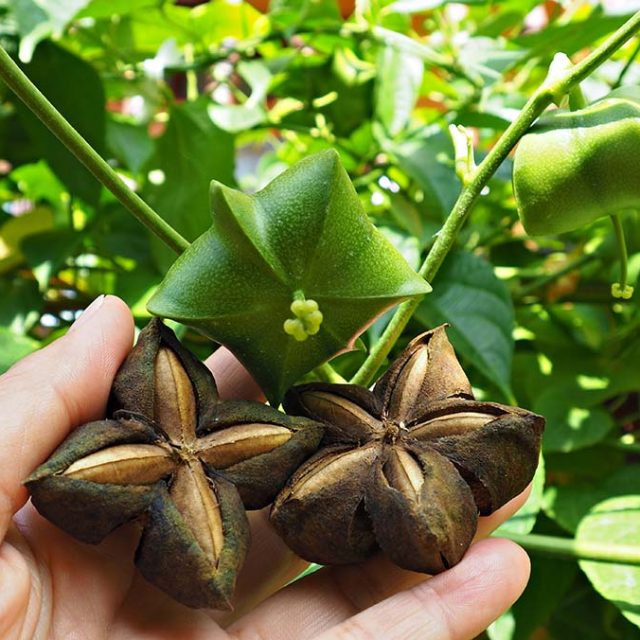 Harvesting Sacha Inchi seeds