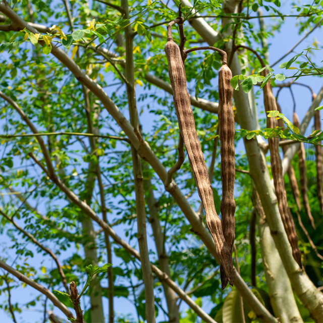 Harvest Moringa pods