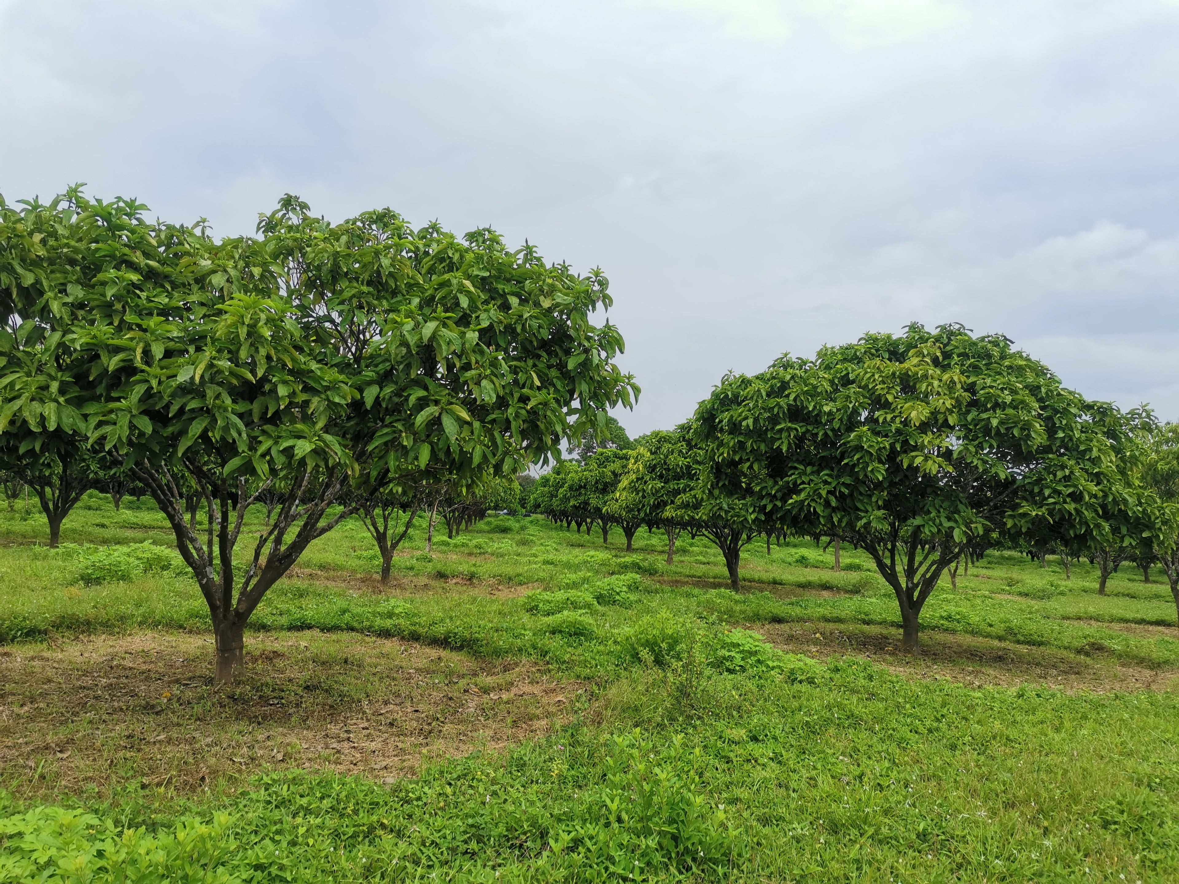Cacay trees