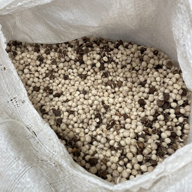 Peeling Moringa seeds