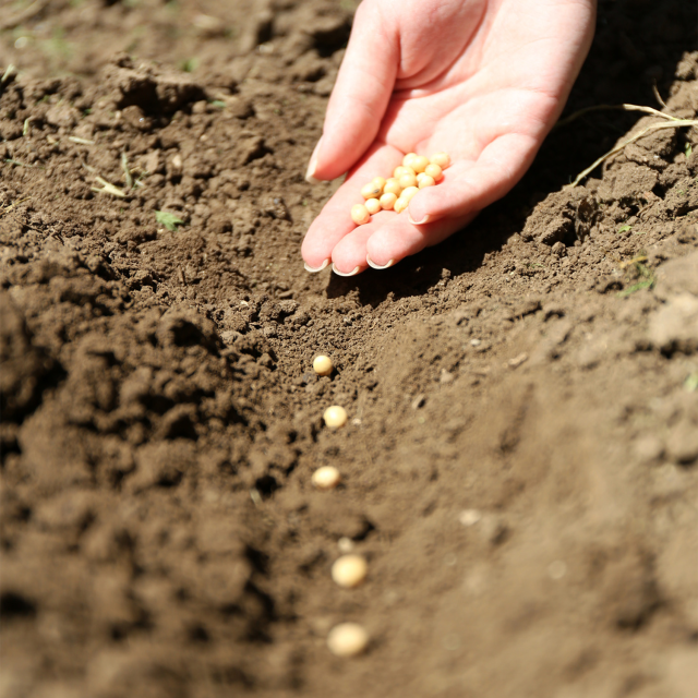 Planting Moringa seeds
