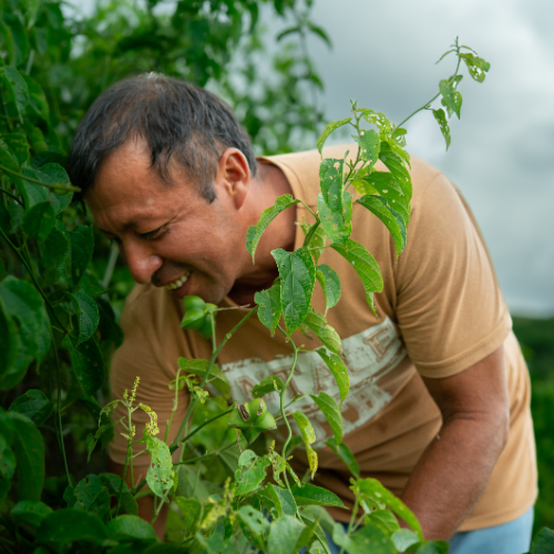 Harvester of sacha inchi in a beige shirt examining green plants outdoors