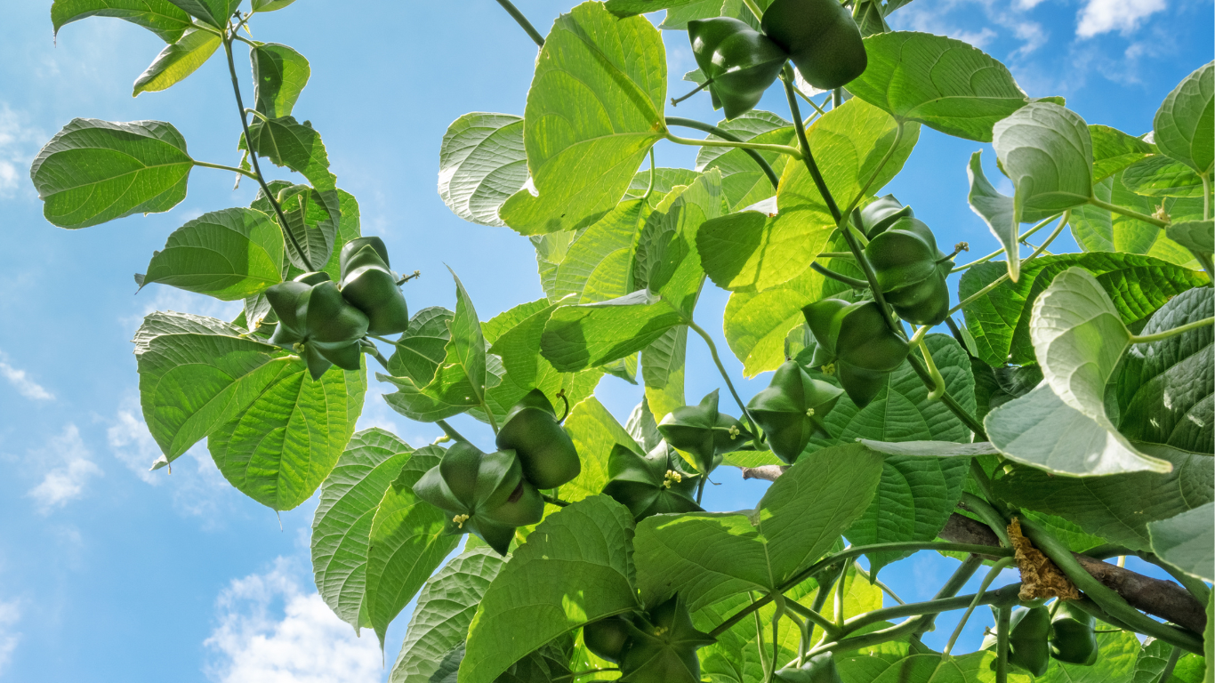 Sacha Inchi plant growing new seeds