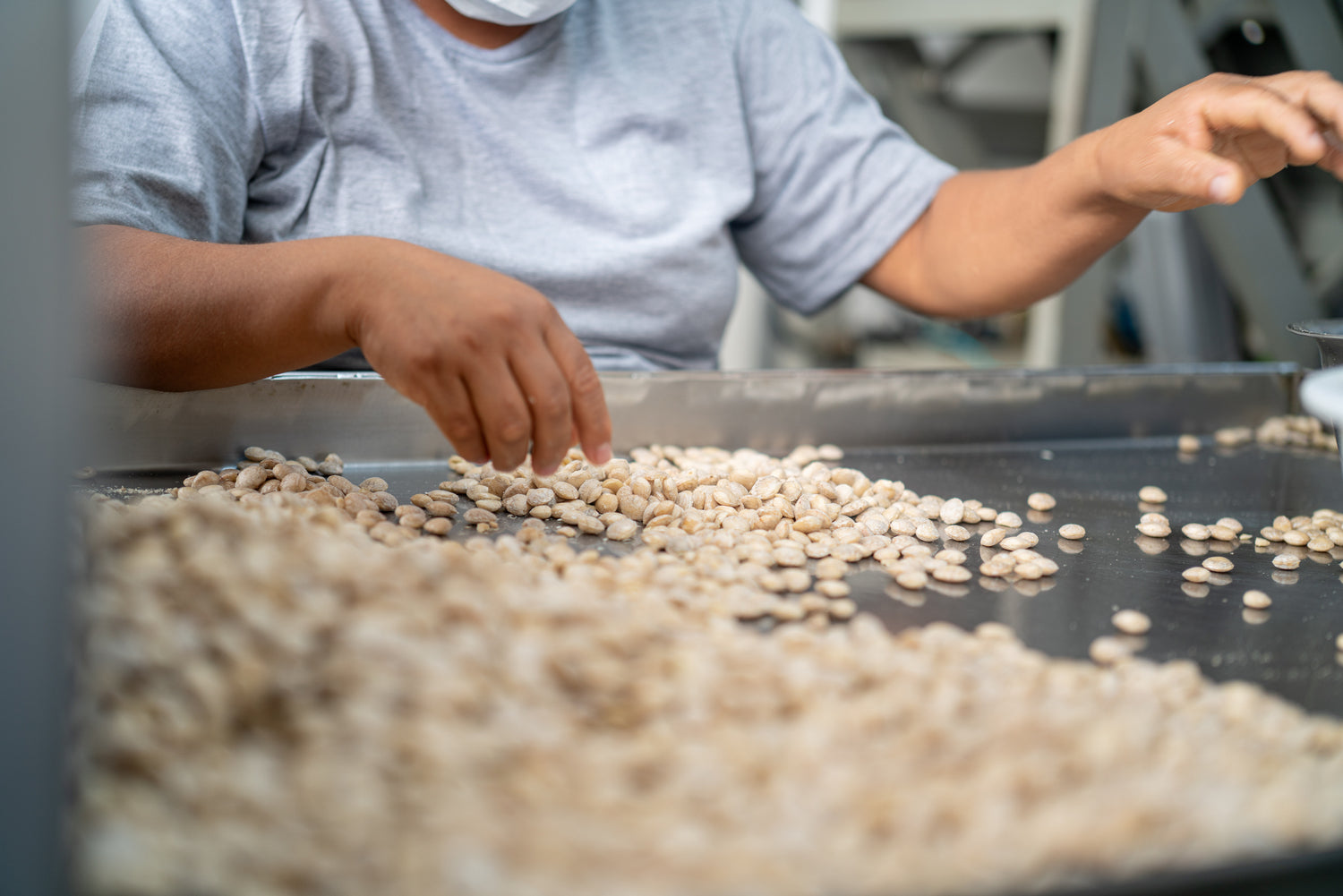 Sorting Sacha Inchi seeds