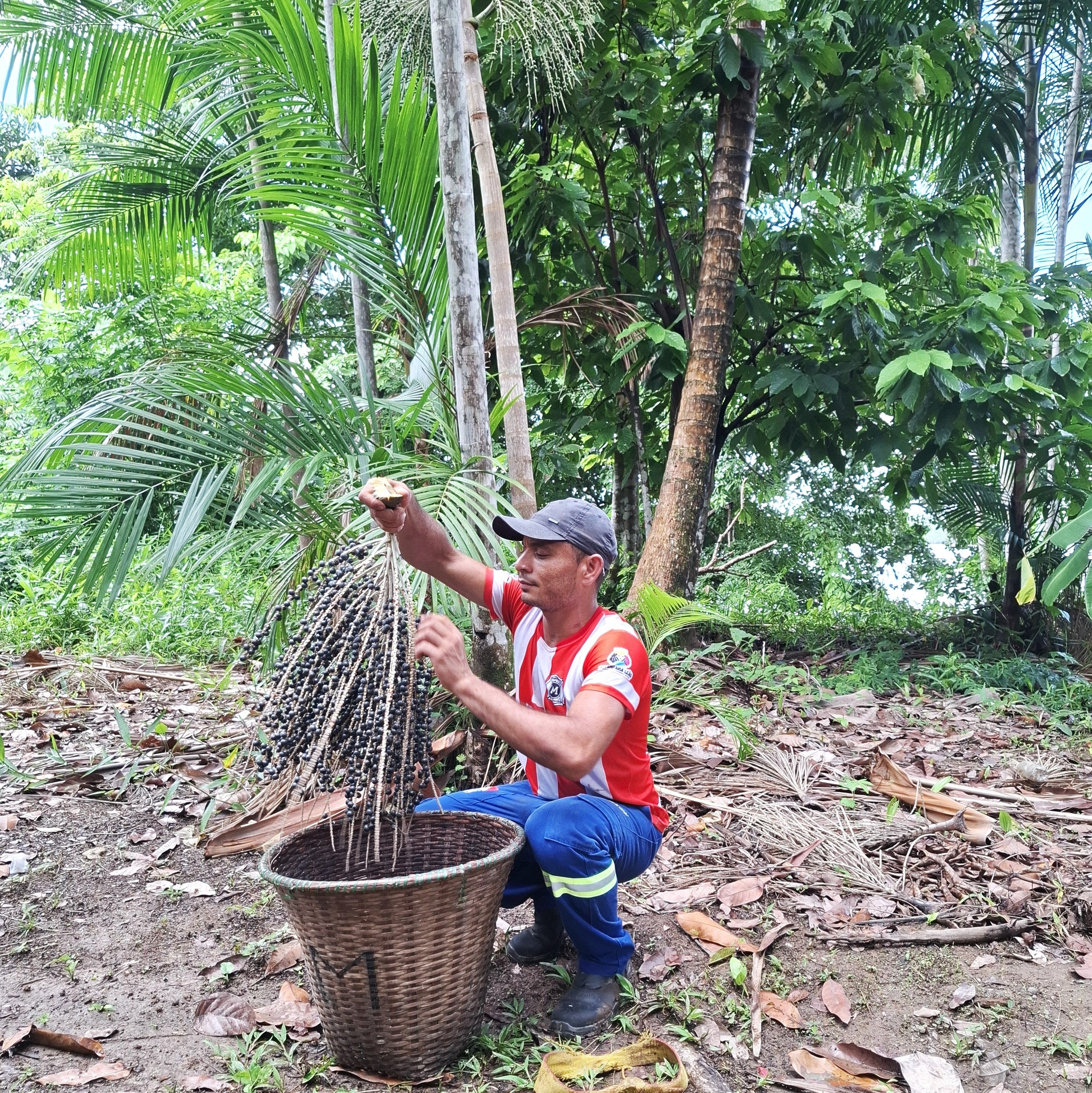 Man collecting palm fibers in a forested area. - Prime Green Trade
