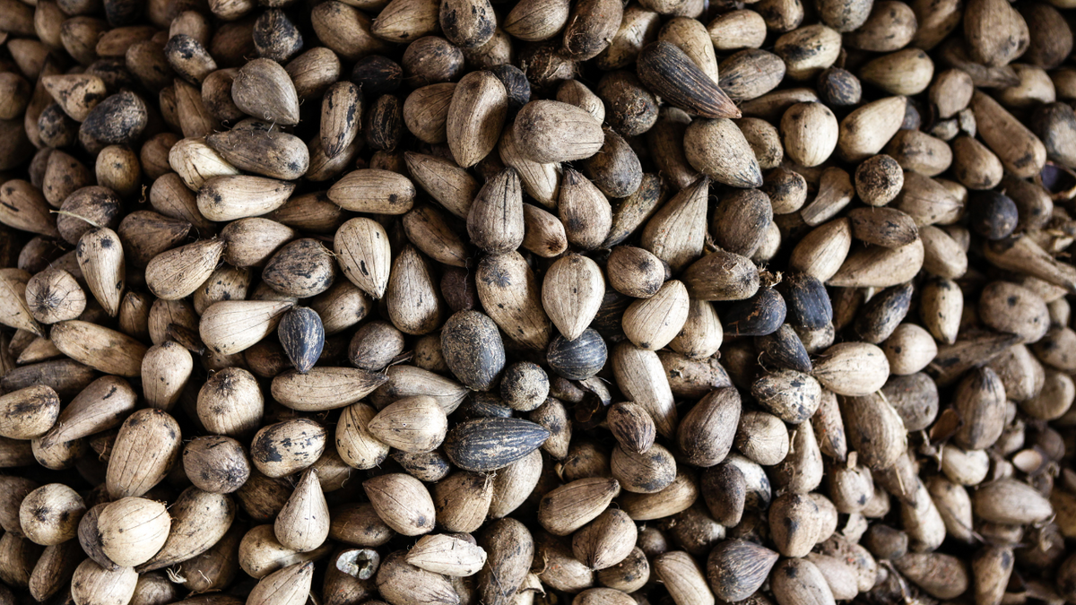 Murumuru seeds